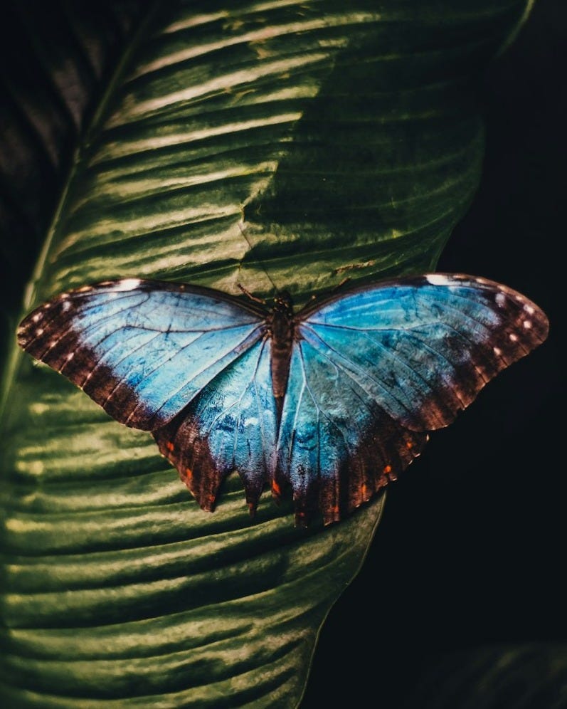 blue and brown butterfly perching on leaf