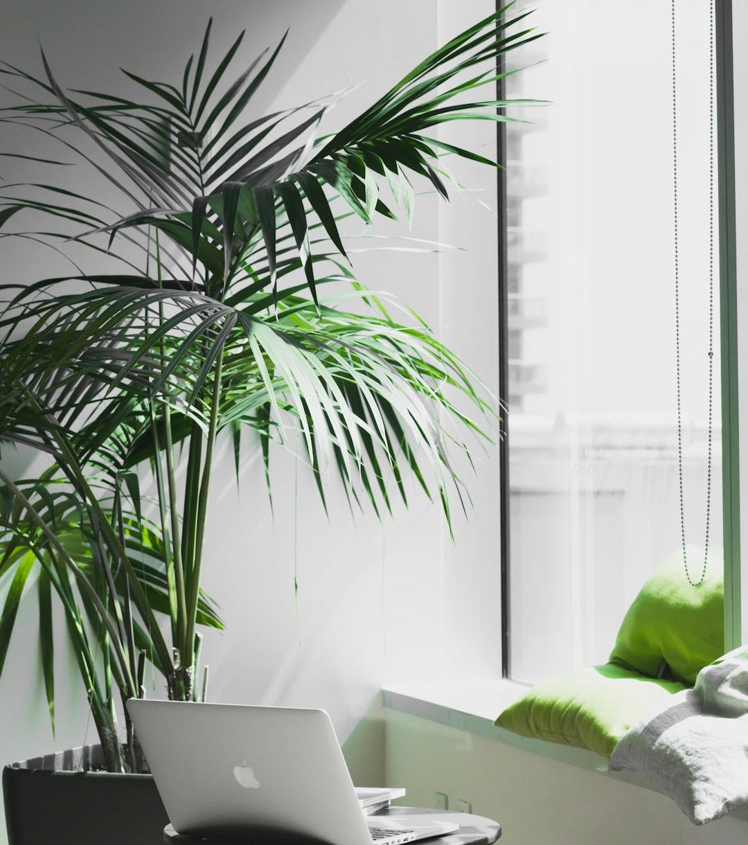 MacBook Pro near potted plant