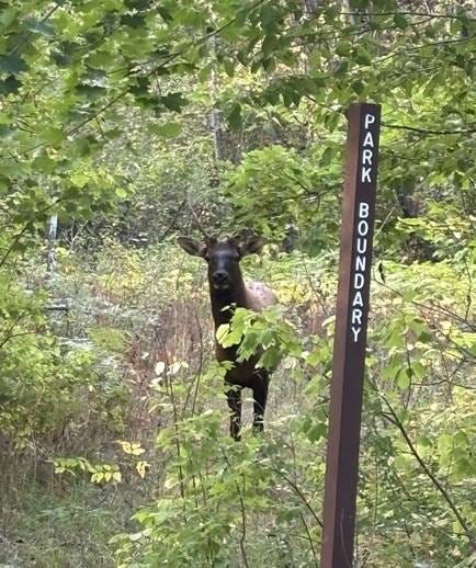 A small bull elk stands on the side of a path leading into a regional park. A small bull elk stands on the side of a path leading into a regional park.