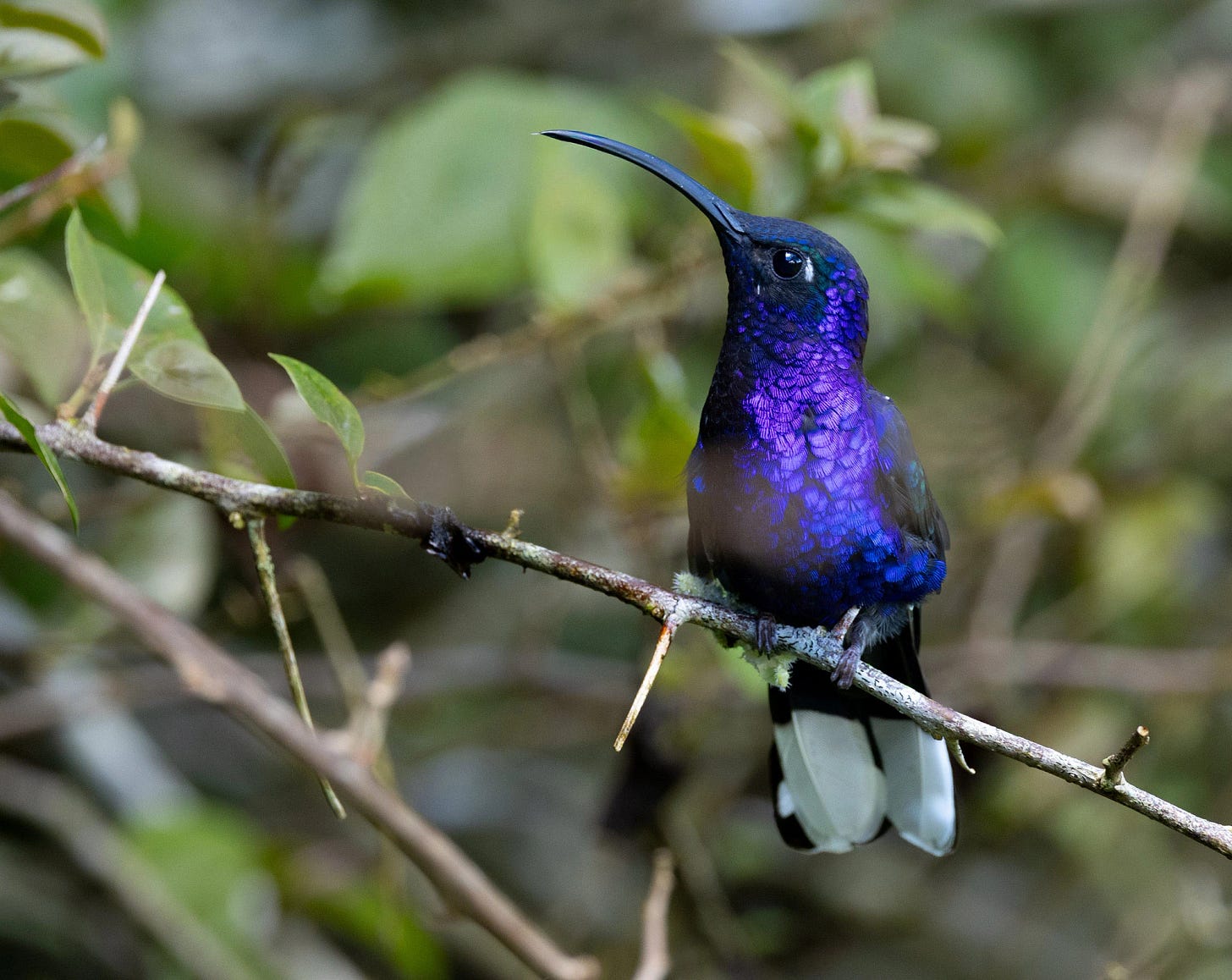 Violet Sabrewing hummingbird perched on a lichen-dusted branch, its iridescent violet and deep-blue throat shimmering, long curved bill angled upward, and white tail corners visible against soft green forest blur.