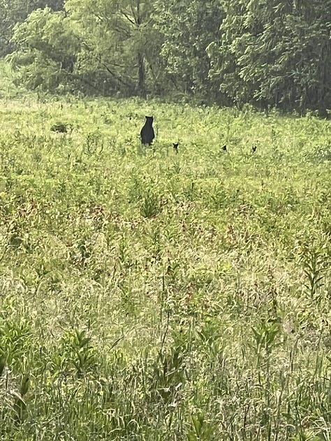 A grown bear and three cubs in Smoky Mountain National Park