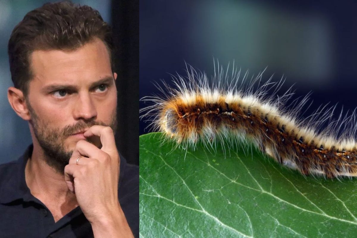 Jamie Dornan Recently Hospitalized with 'Heart-Attack' Symptoms... Caused  by a Caterpillar?