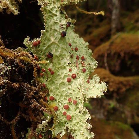 Lobaria oregana close-up — A striking shot of the lichen itself, showcasing its delicate structure and vital ecological role. Lobaria oregana close-up — A striking shot of the lichen itself, showcasing its delicate structure and vital ecological role.