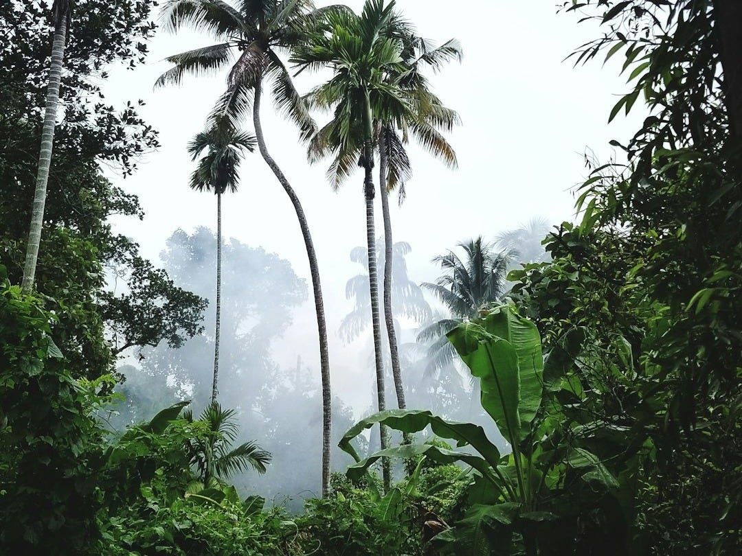 green palm trees under white sky during daytime - Les Bonnes Nouvelles du Dimanche 21 Septembre 2025 green palm trees under white sky during daytime - Les Bonnes Nouvelles du Dimanche 21 Septembre 2025
