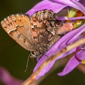 Virtue in a Little Brown Butterfly