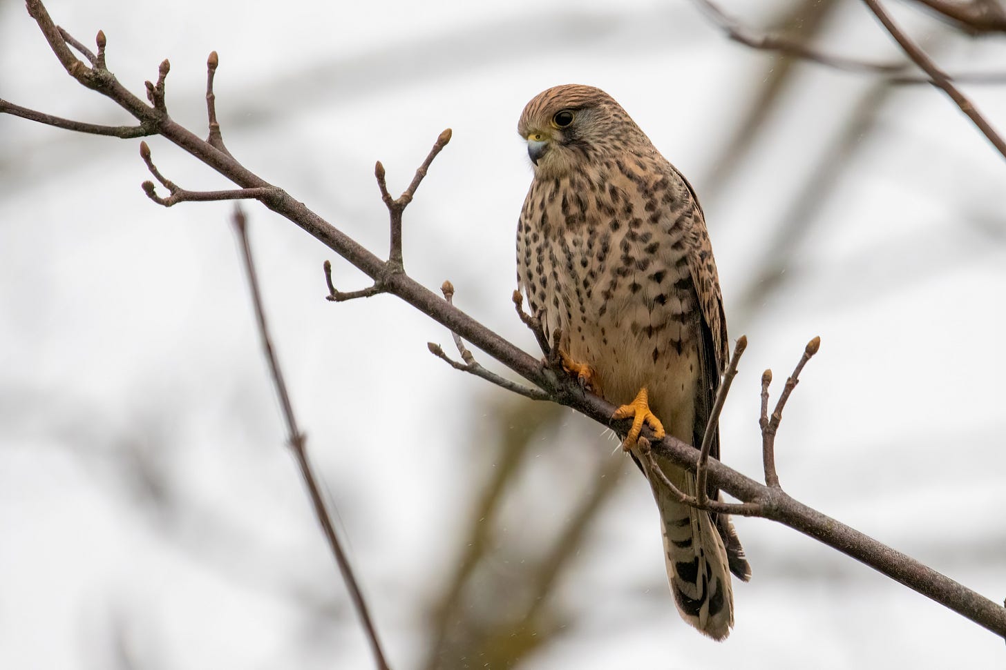 https://upload.wikimedia.org/wikipedia/commons/e/e1/Common_kestrel_female_France.jpg