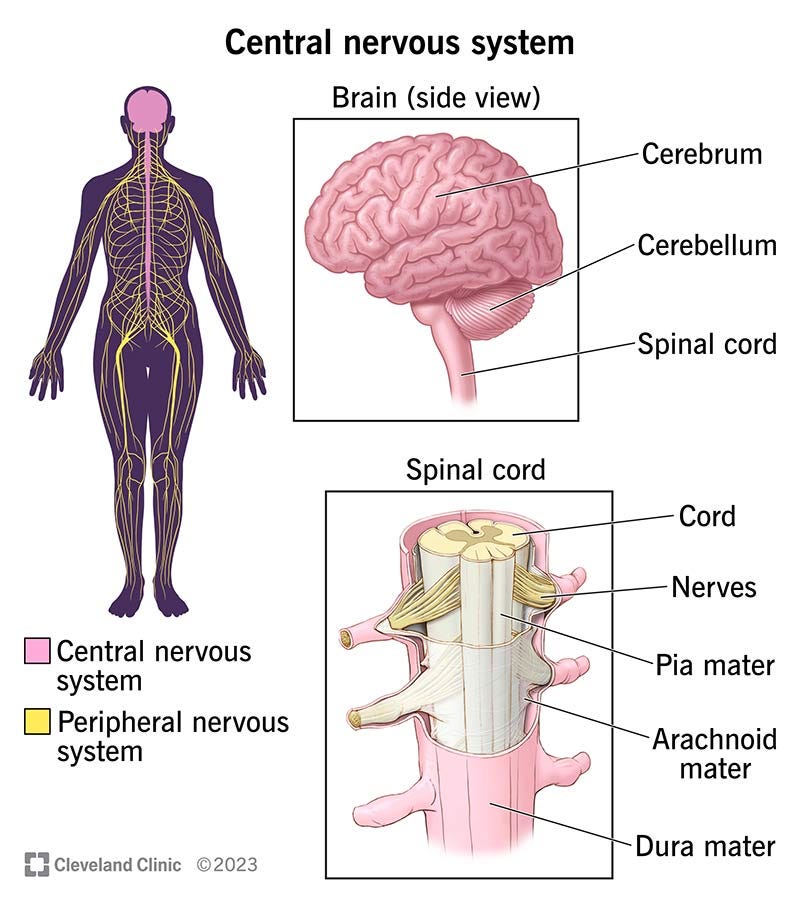 Central Nervous System (CNS): What It Is & Function