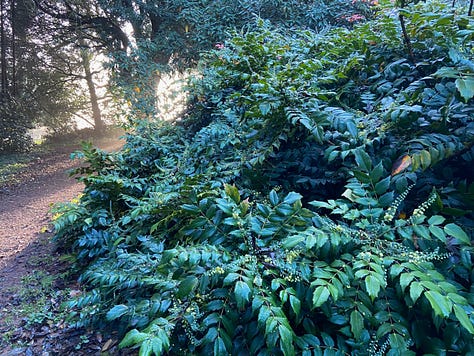 Nearby graveyard and mature trees and shrubs at Newton St Cyres arboretum
