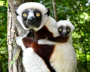 Sifaka mom looking into the camera with baby clinging to her back