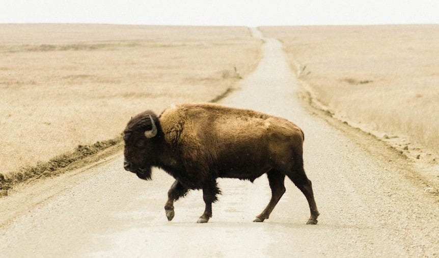black bison on brown field during daytime