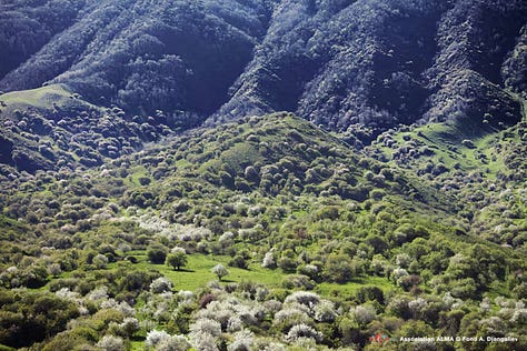 Apple trees and fruit in Tian Shan, Kazakhstan. Source: Catherine Peix, Association Alma