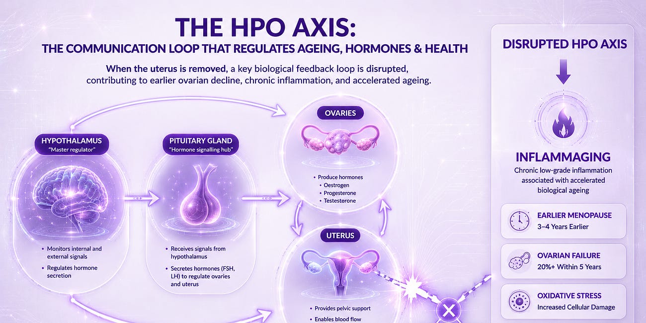 Your Uterus and Your Long-Term Health: Part 2