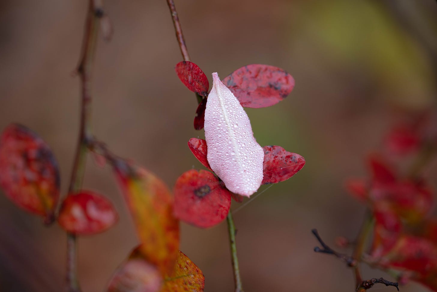 A close-up of blueberry leaves, most bright red, but one is turned over and resting on the others. This visible underside is white and covered with a layer of water droplets. Are you sick of the word "mist" yet?