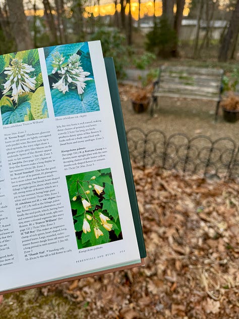 Yellow waxbells, Kirengeshoma, I met first in the pages of this book.