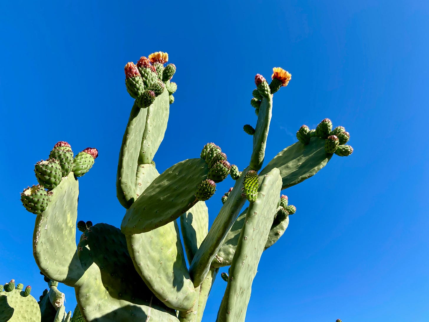 blooming cactus against a blue sky