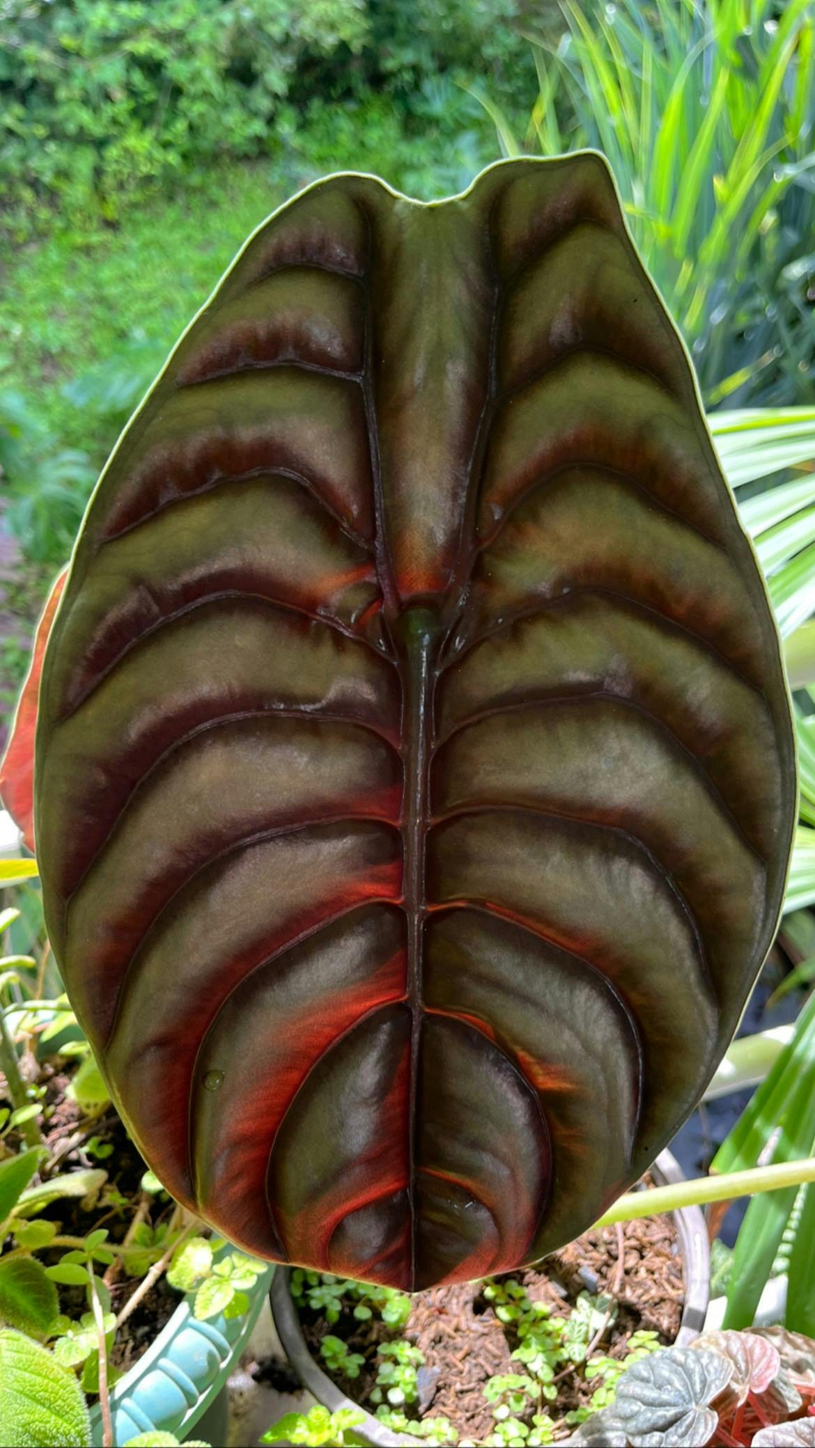 039: The Truth Shall Set You Free 039: The Truth Shall Set You Free