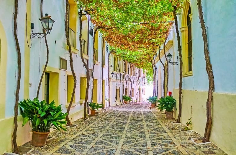 The Alley with Grape Vines, Bodegas Tio Pepe, Jerez, Spain Editorial Stock  Photo - Image of gonzalez, cadiz: 170264793