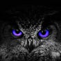 Hasib Seljmo's avatar