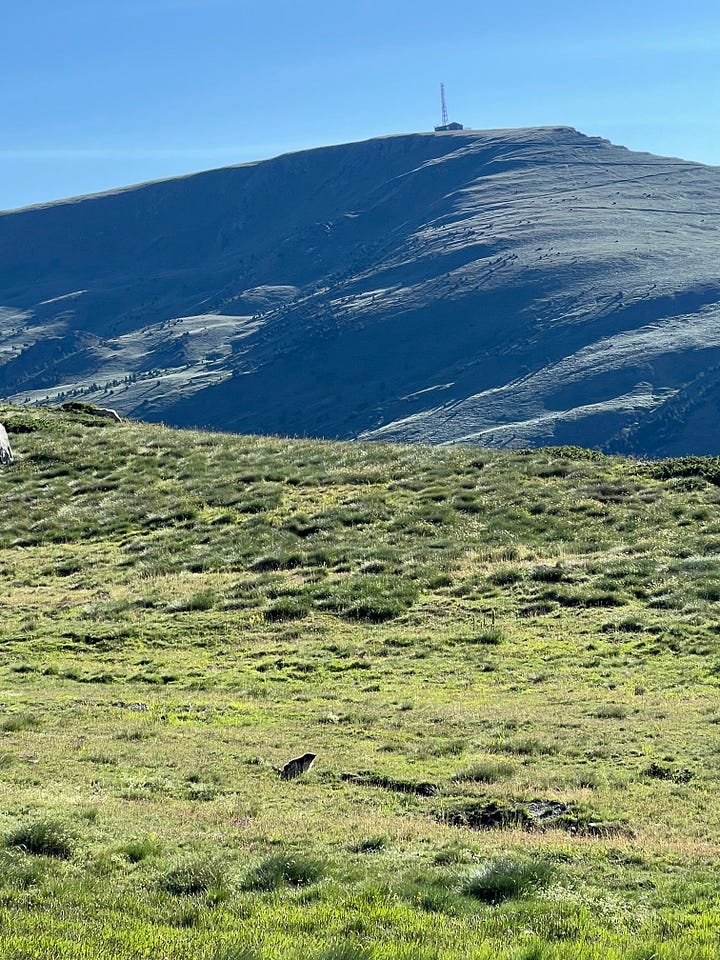 An Eagle and a Mammut in Grau Roig