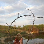 A Mythology of Mycology