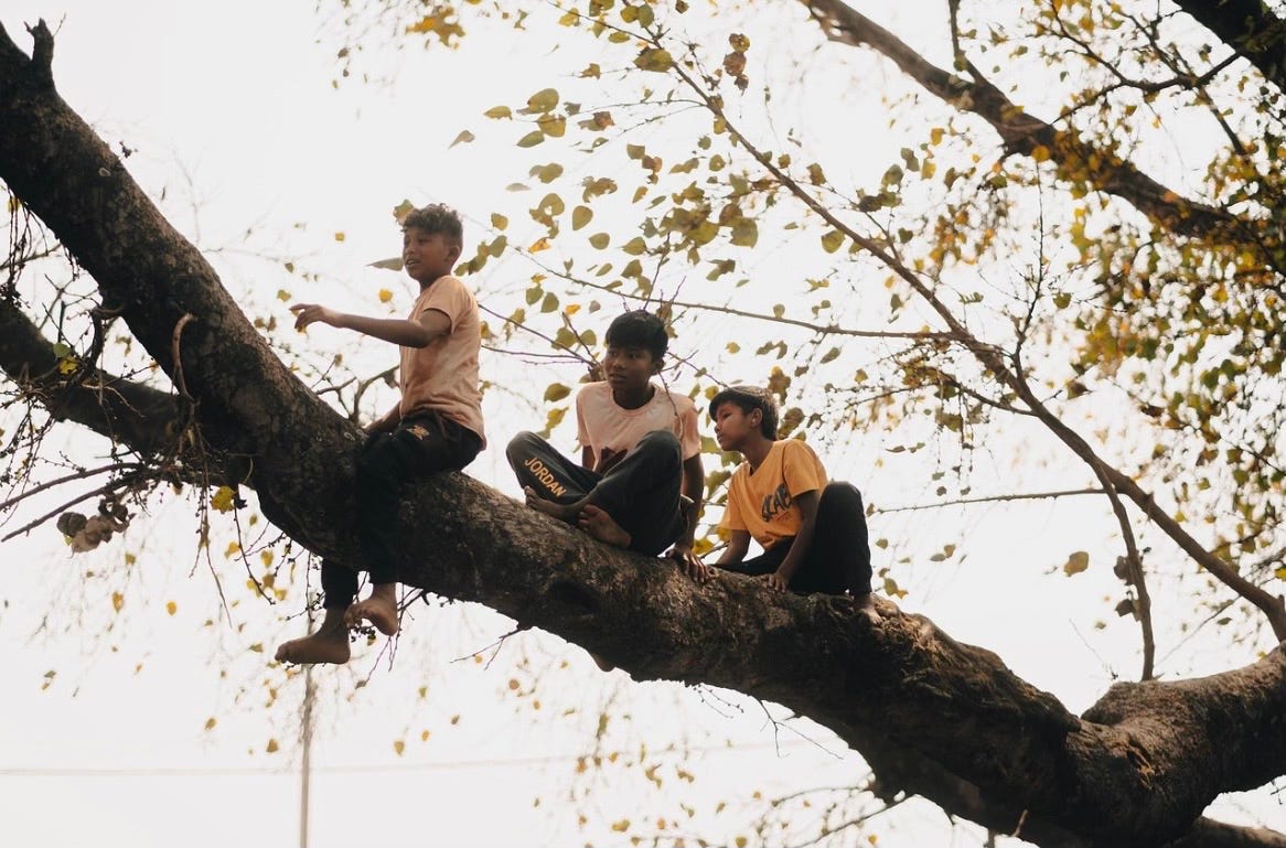 Three boys sitting on the limb of a large tree, looking in the same direction