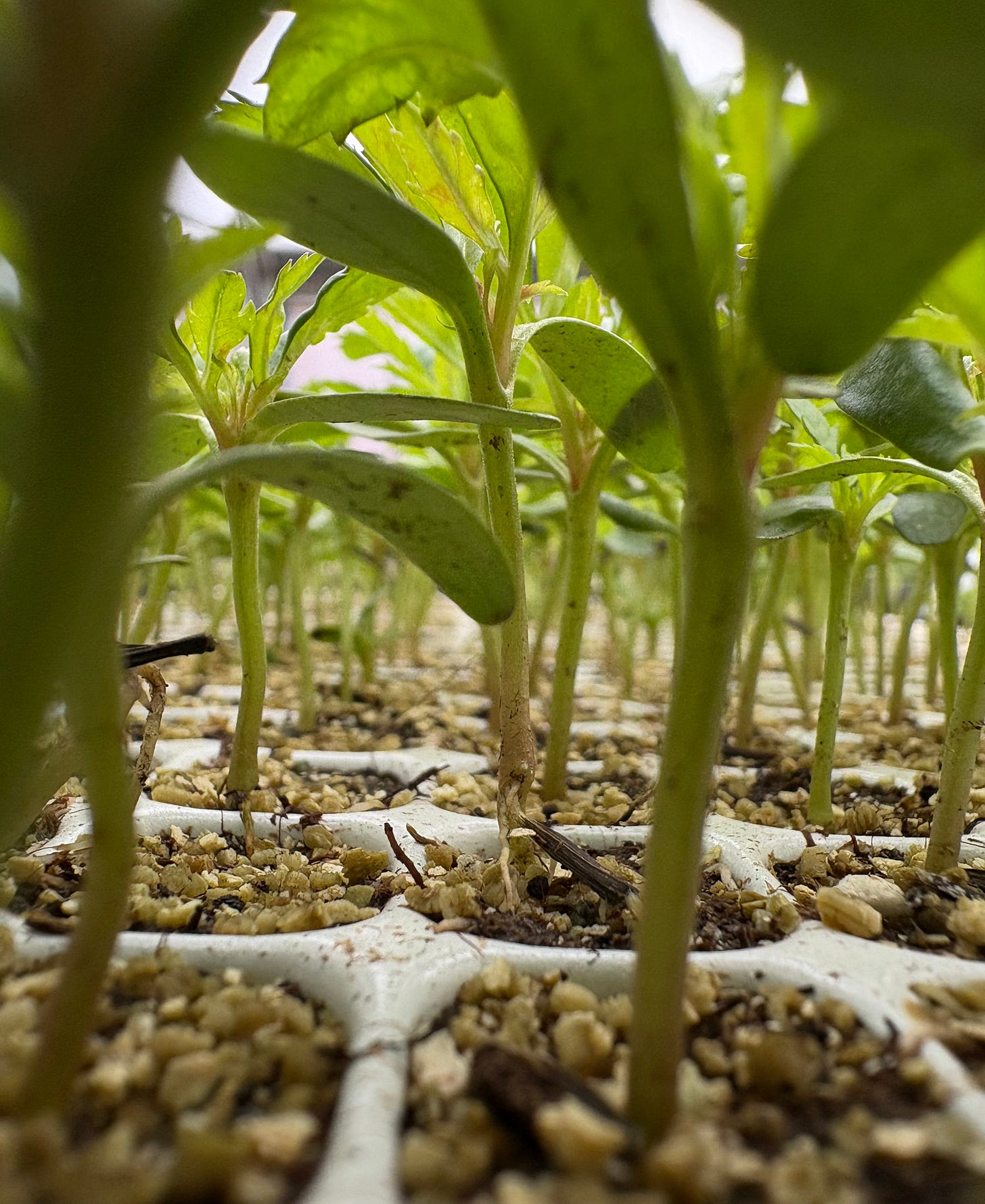 A close up view through a tray full of seedlings, their stalks rising tall from tiny compost plugs and their nail sized eaves overhead A close up view through a tray full of seedlings, their stalks rising tall from tiny compost plugs and their nail sized eaves overhead