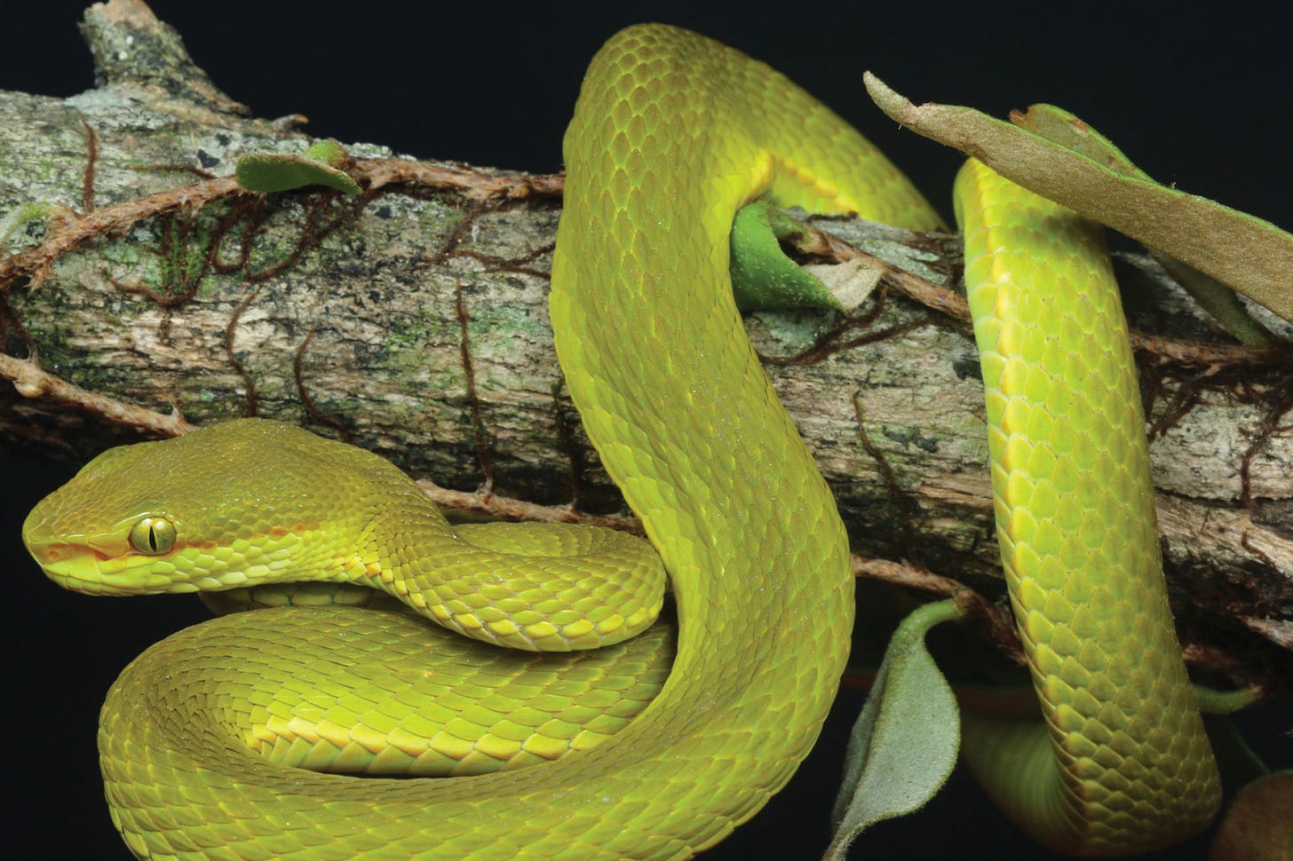 Trimeresurus-salazar Trimeresurus salazar