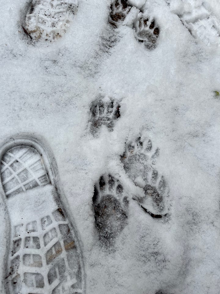 two sets of animal prints in the snow. the prints have longer "fingers" and five digits on each paw