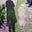 Ingrid Rose Nagl's avatar