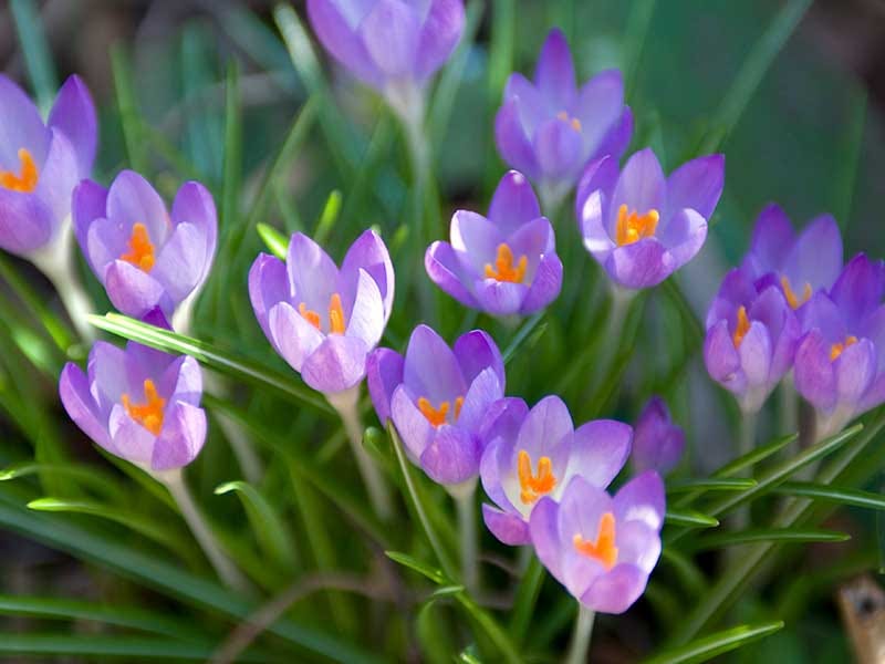 Plantera krokus - Skötsel och sorter | Wexthuset