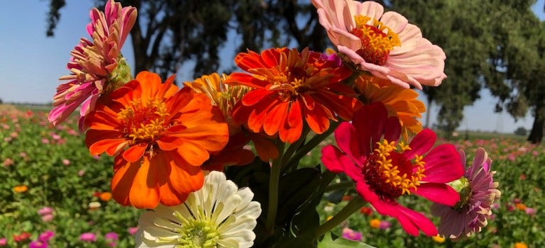 pick your own flowers Archives - until suburbia!