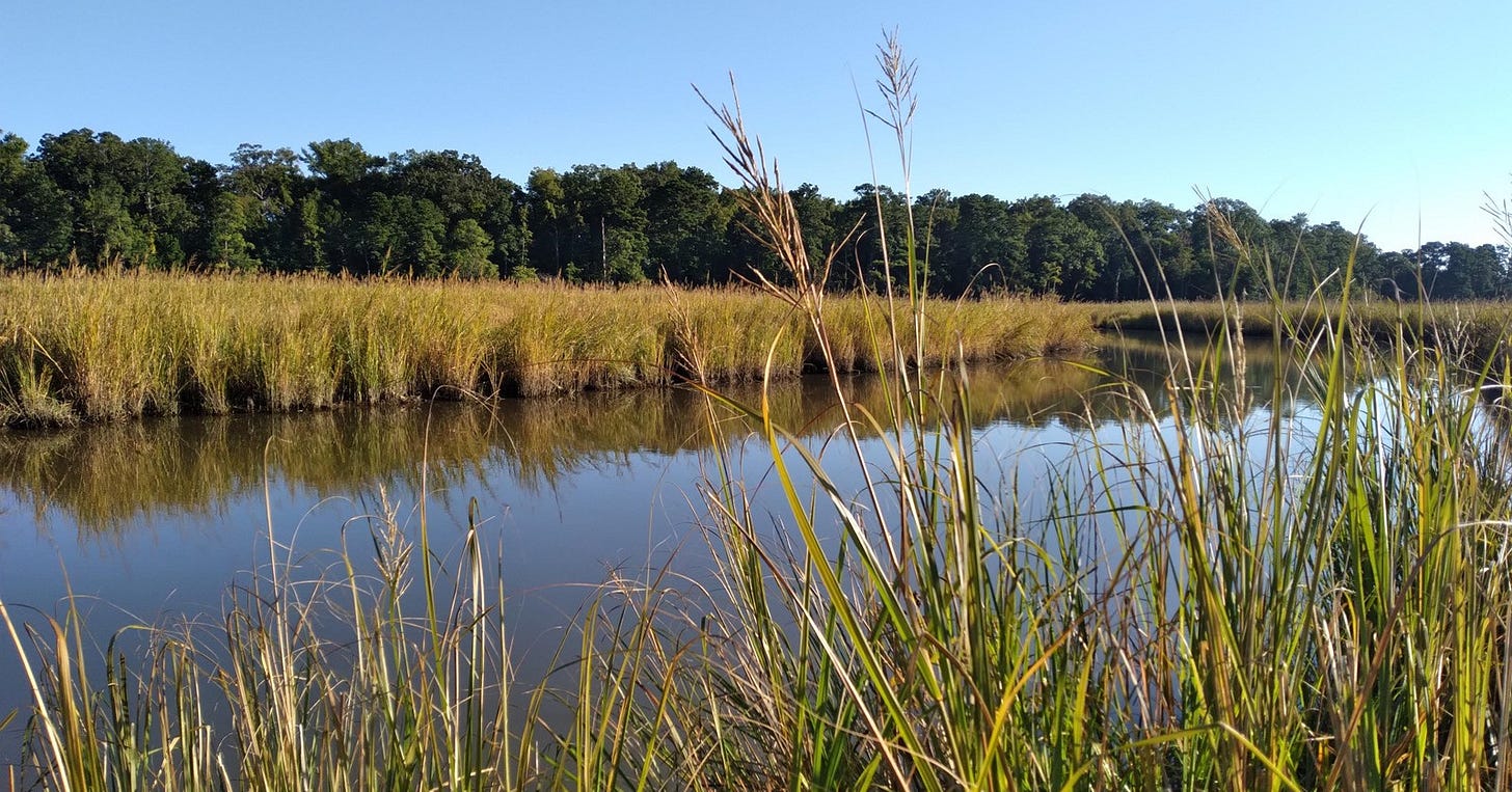 Marsh with tall grasses