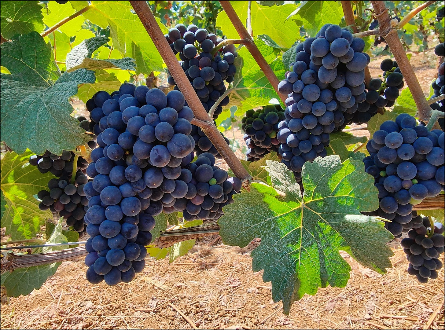 Pinot Noir, Vintage 2025, at the end of August hanging out and waiting for The Great Cluster Pluck!