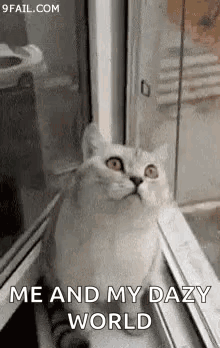 a cat is sitting in front of a window looking out .