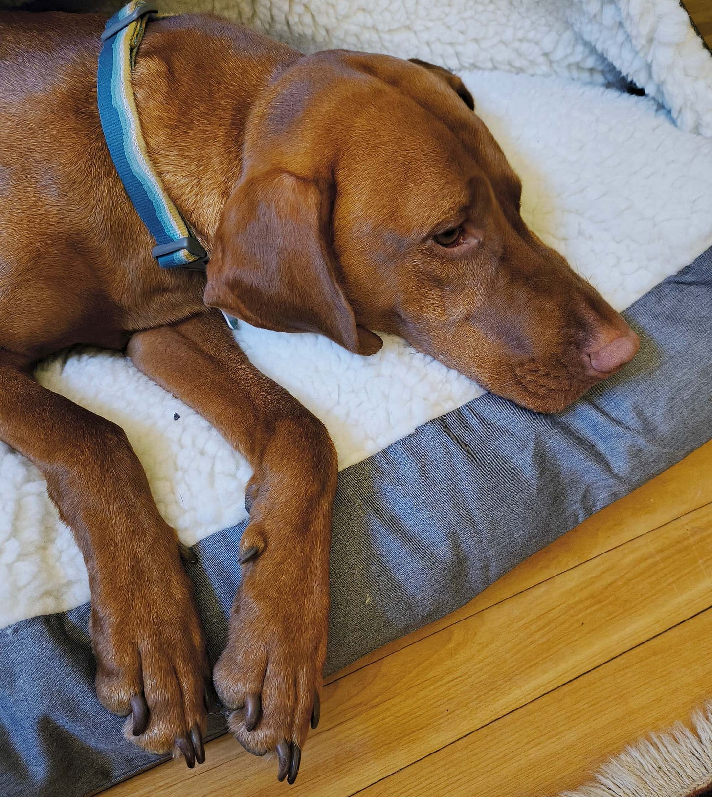 Lief, the one-eyed vizsla, pouts as he waits until it's safe to go outside again. For now, he must wait out the poor air quality caused by the Canadian wildfires. 