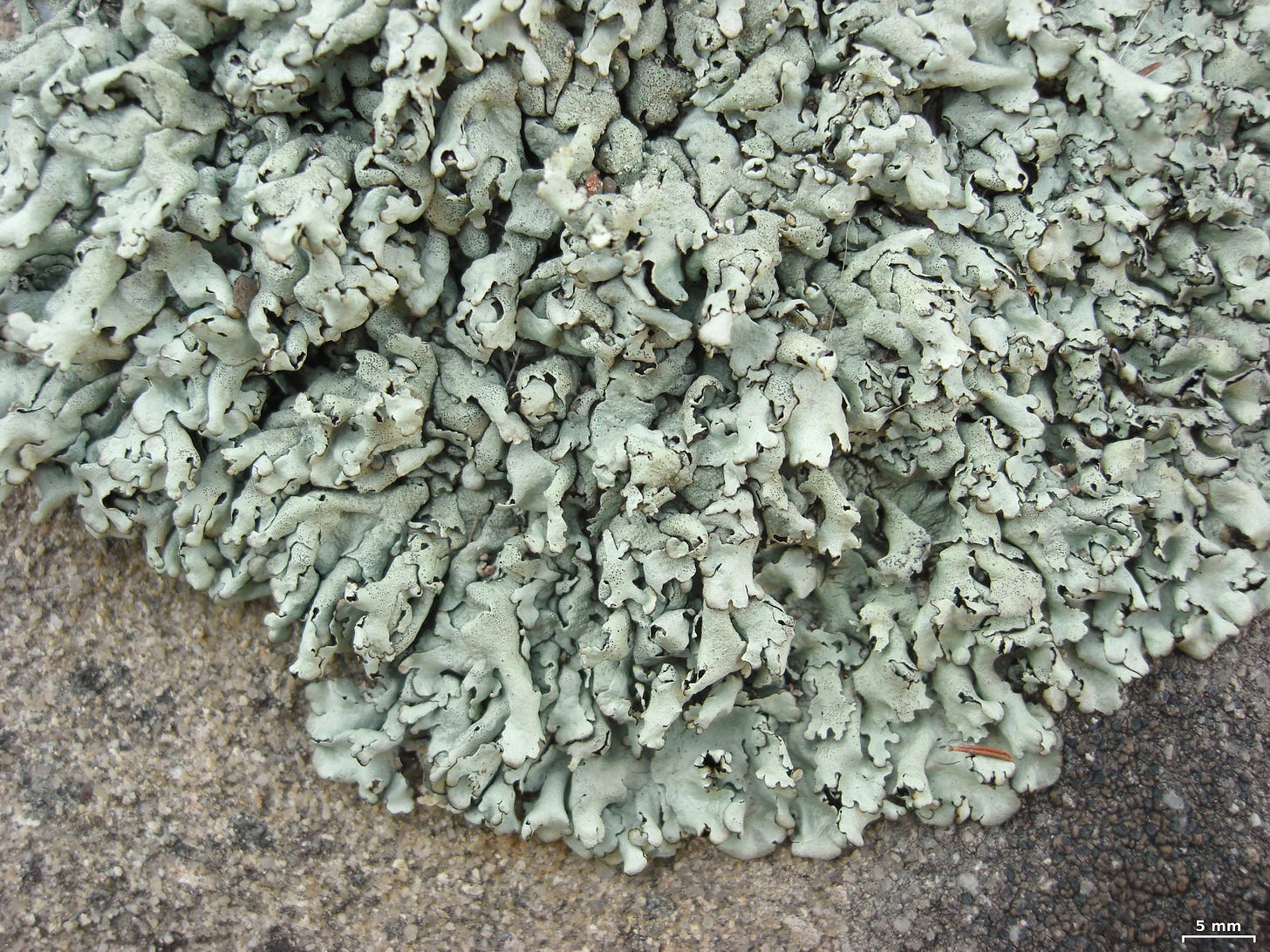 questionable rock frog lichen questionable rock frog lichen