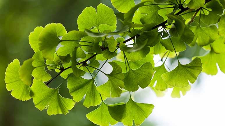 ginkgo biloba brain benefits