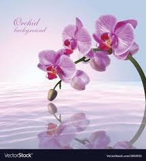 Infinite Idealistic Insights