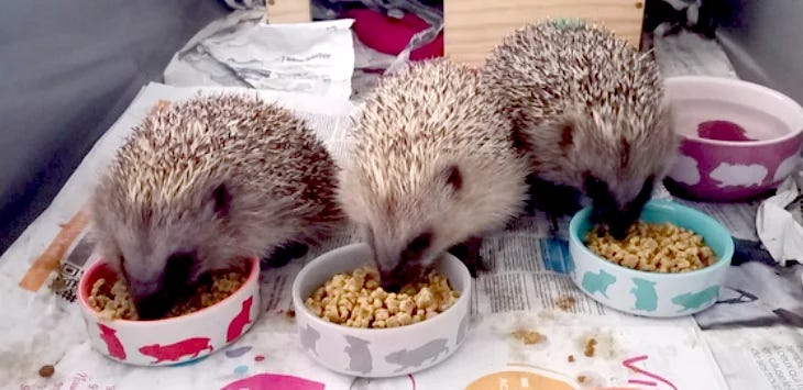 Photo of three hedgehogs eating while recovering at a rescue center during a heatwave in France