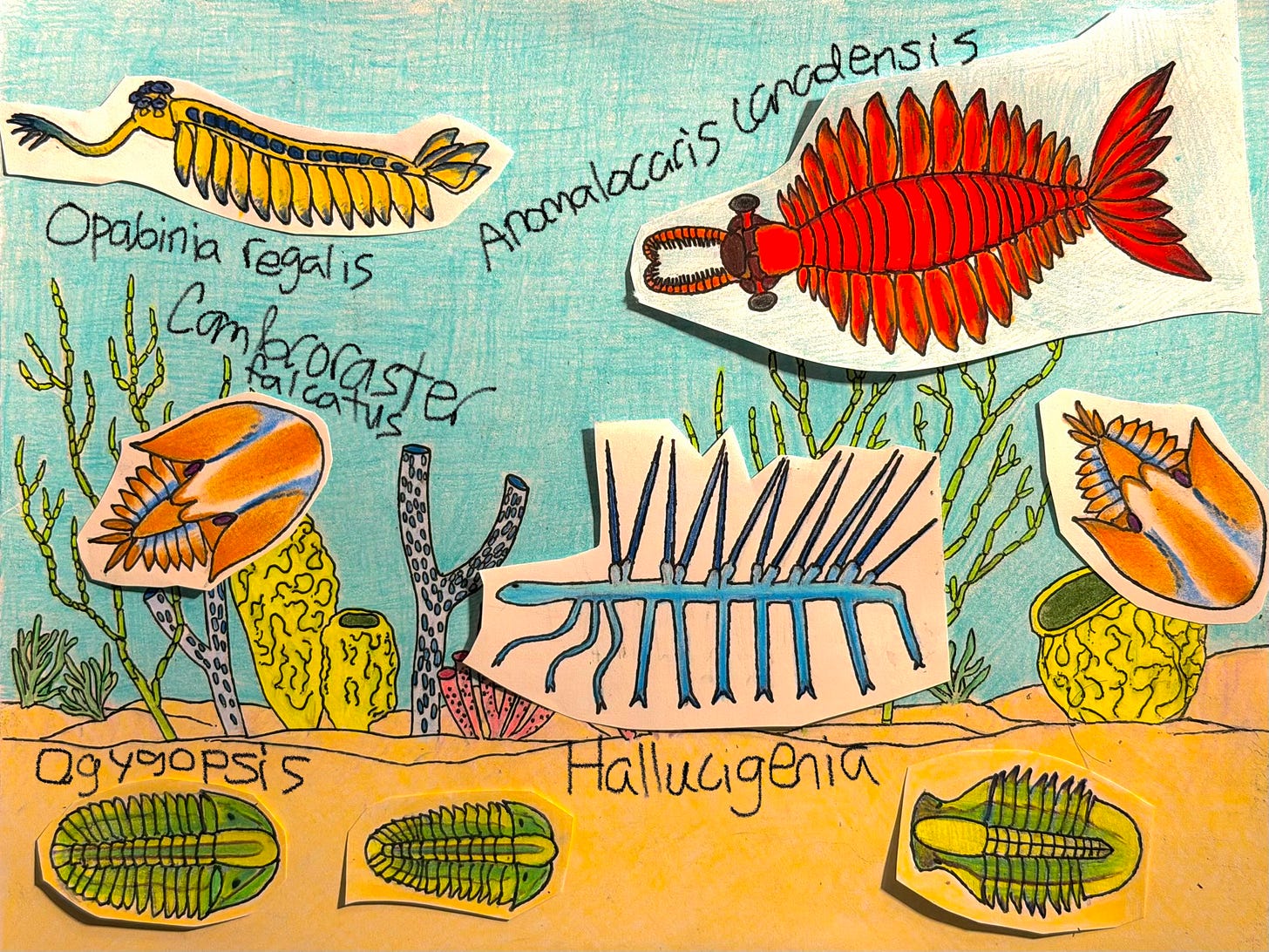 Illustration of diverse Cambrian animals, including marine arthropods and other organisms from the Burgess Shale.