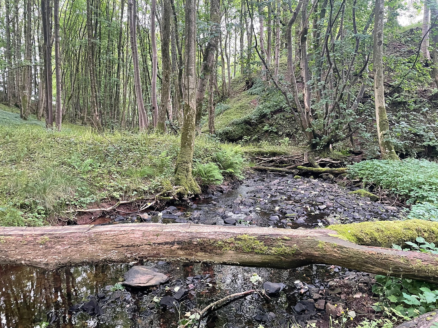 A large stick across a stream with thin tree trunks in the background