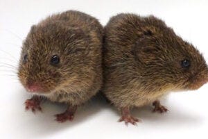 Prairie voles are highly social animals that form lifelong monogamous pairs and maintain peer bonds resembling human friendships. By studying the hormones that drive these bonds, scientists may gain insights into human social behavior and the disorders that interfere with forming close relationships.