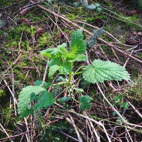 Young nettles
