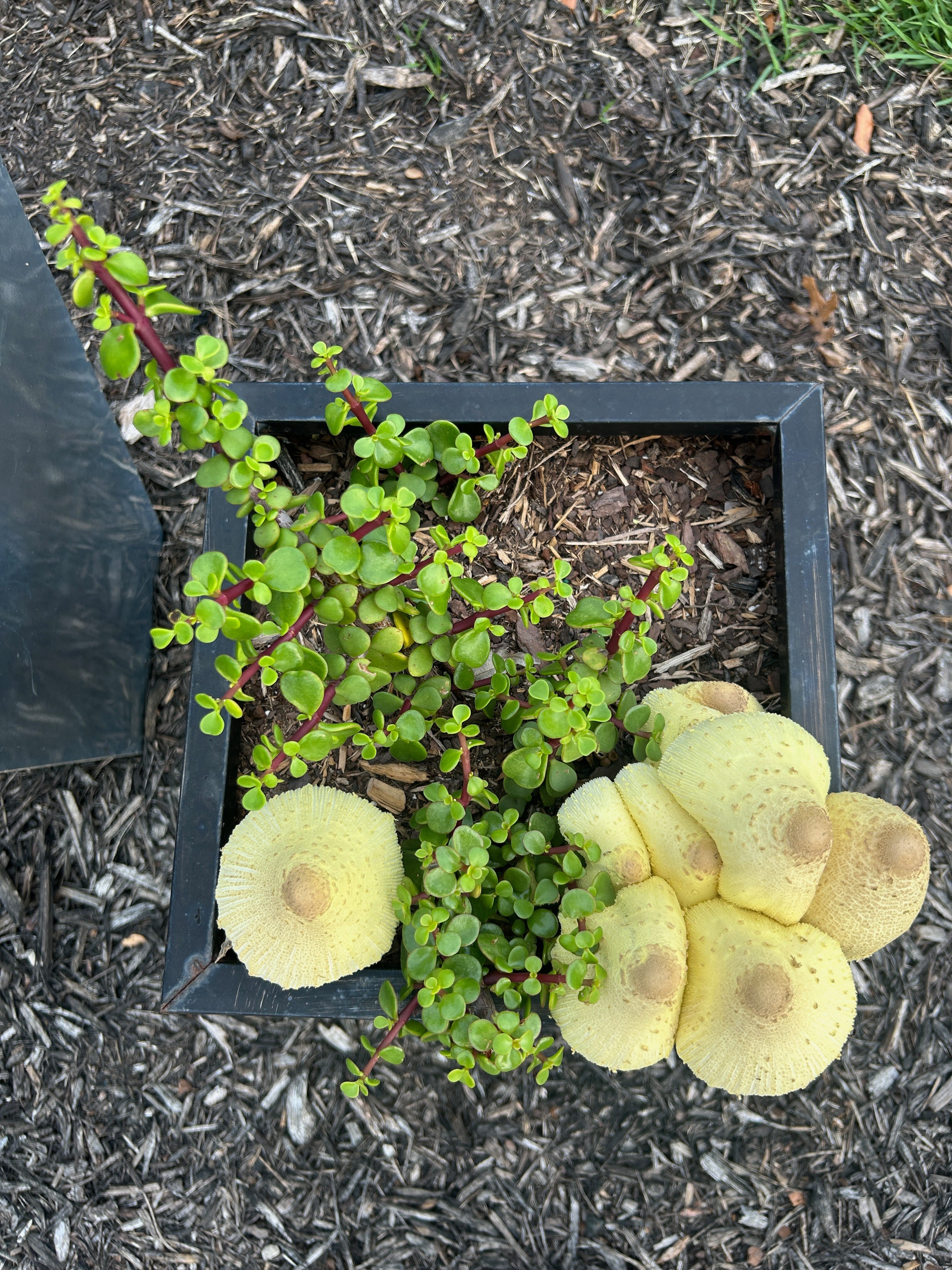 Desperately Seeking Fungi - by Chuck Eddy - Poplar Mucilage