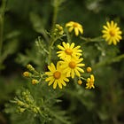 Here's what you can do to help nature