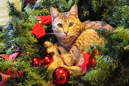 Cat and dog sitting among decorations under a Christmas tree. 