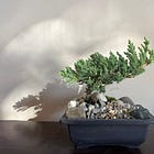 Letters to Haywood Fudd: Lost in Translation and More Bonsai Trees 