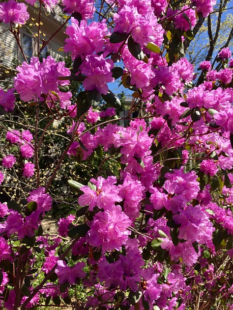 Images of spring flowers.