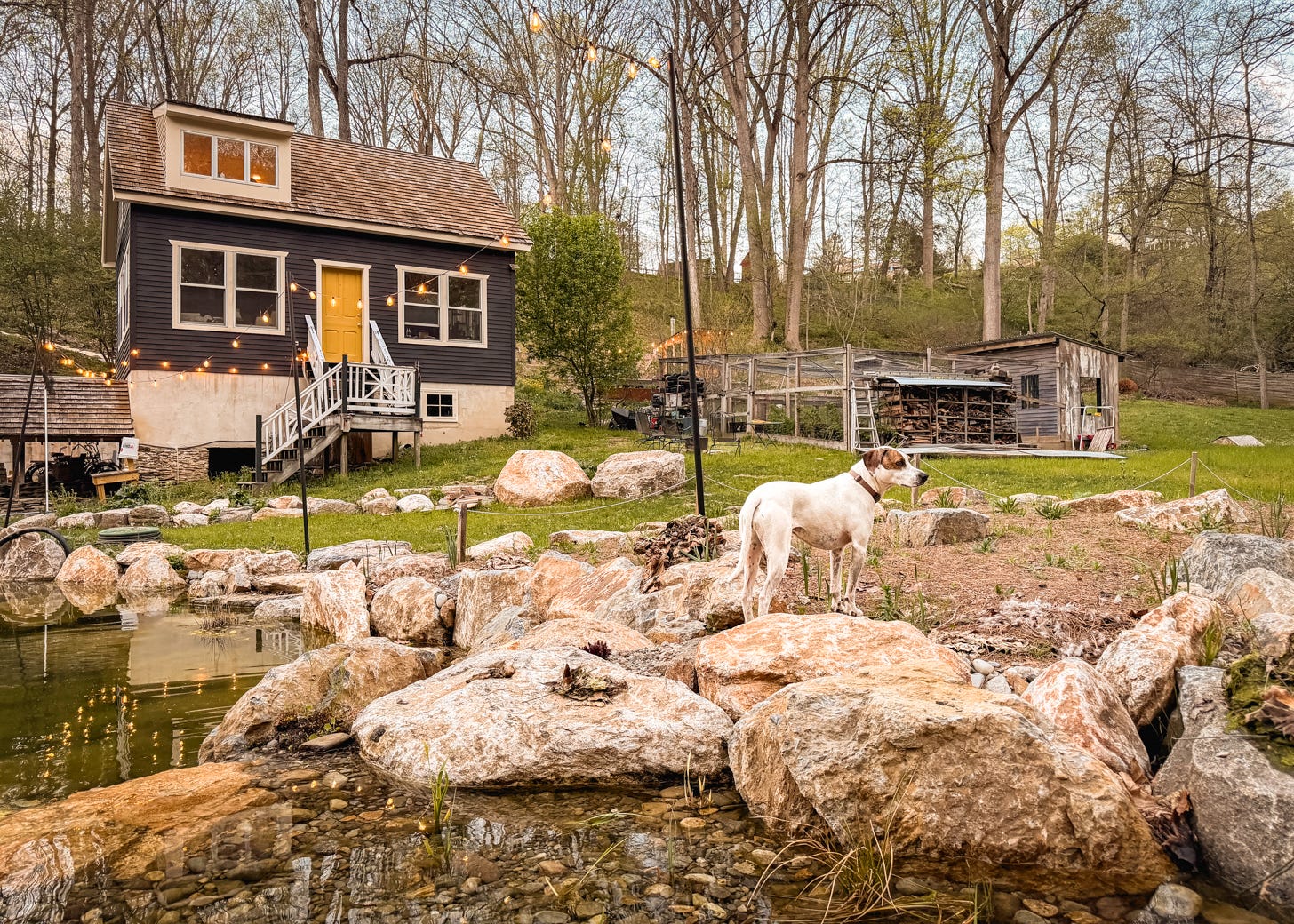 Hound Dog Eco Swimming Pond Pennsylvania