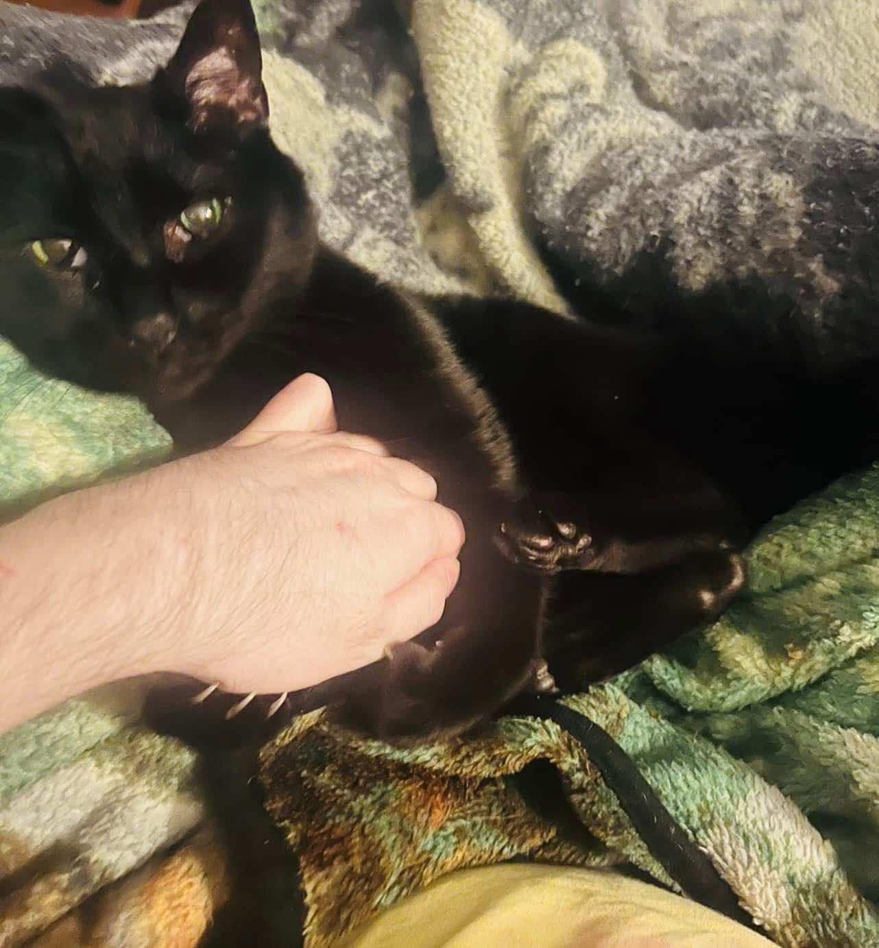 May be an image of cat